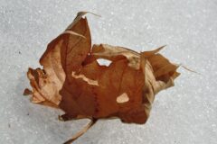 03-13 - der Winter will nicht gehen 